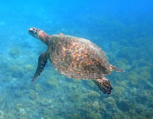 On The Reef