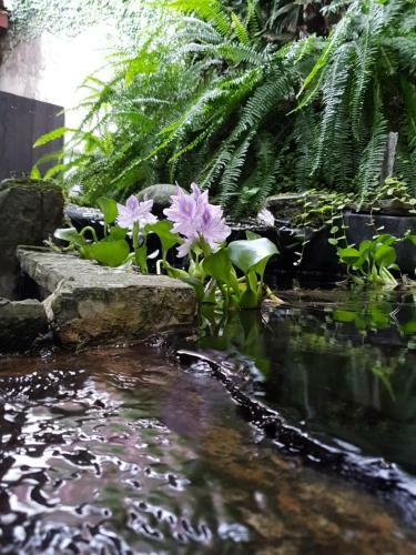 Turrialba Bed & Breakfast