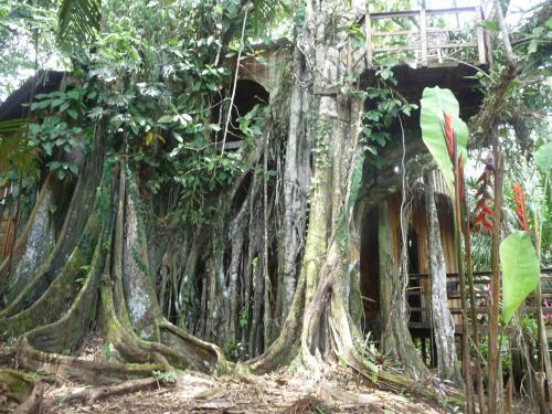 Topos Tree House