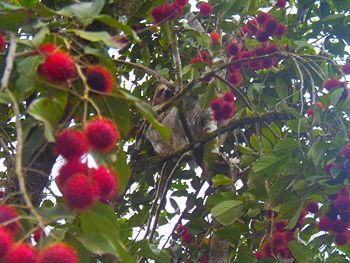 Hotel Heliconias