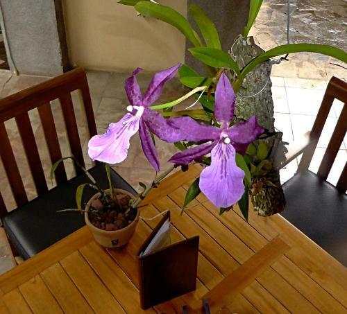 Bed & Breakfast Pura Vida Hotel