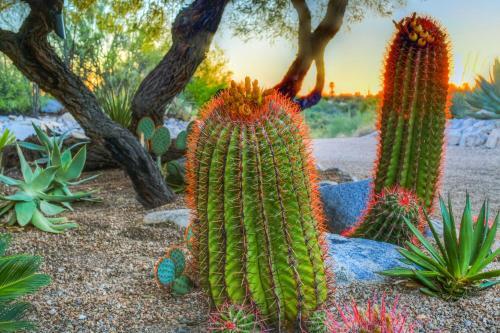 Catalina Foothills