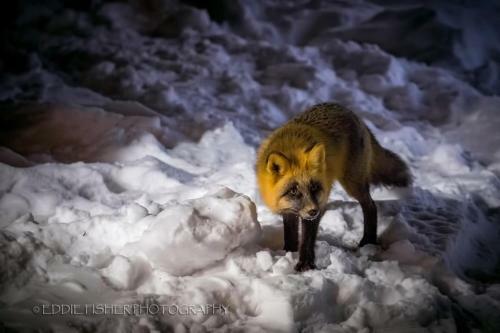 Talkeetna Villas And Tours