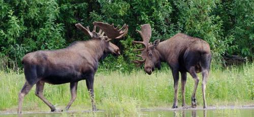 Talkeetna Villas And Tours