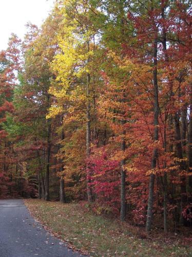 The West Virginian