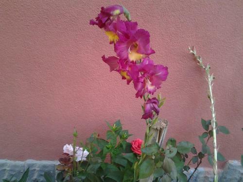 Vila Do?i