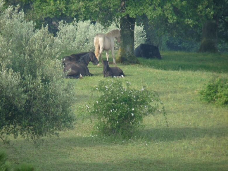 Agroturismo Castello Di Giomici
