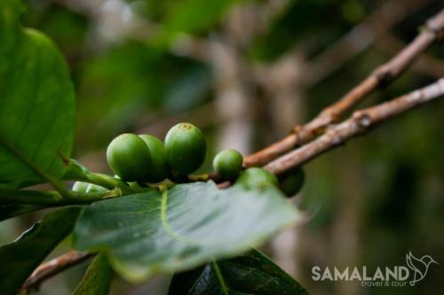 Posada Casa Cafe - Samaland