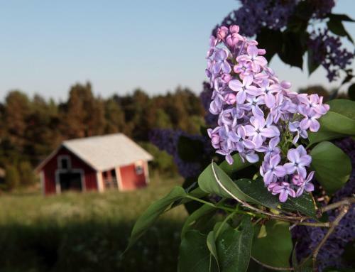 Bed & Breakfast Erkas G�rden