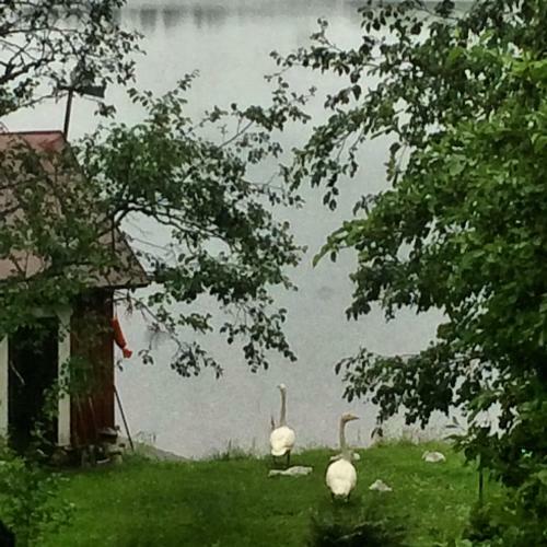 Linkkumylly Cottages