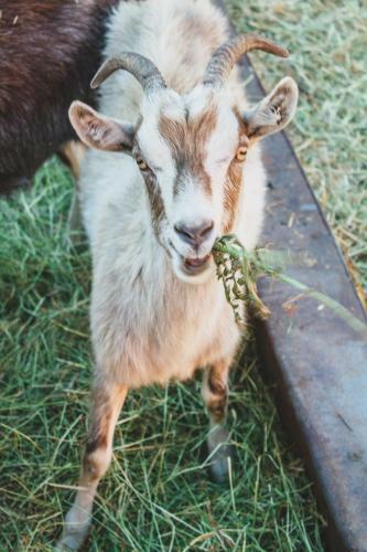 Agroturismo Medny Dvor Farm Stay