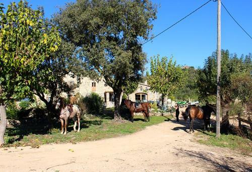 Bed & Breakfast Masia La Pineda