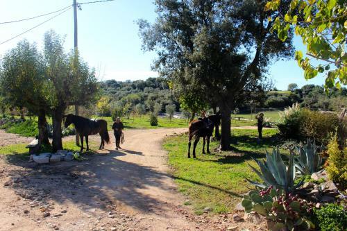 Bed & Breakfast Masia La Pineda