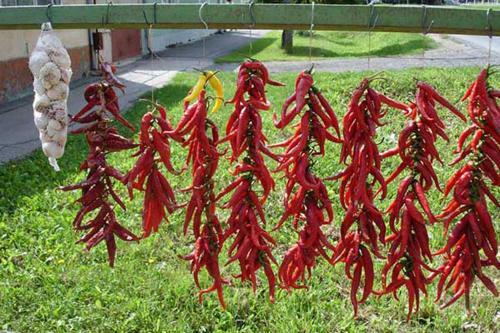 Agroturismo Agritursmo Montesalerno