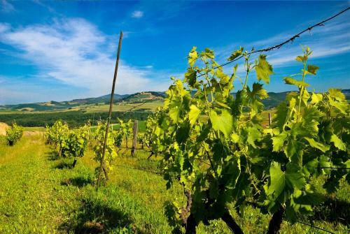 Agroturismo Agriturismo Il Canterino