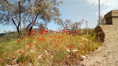 Bed & Breakfast Antico Spedale Bigallo