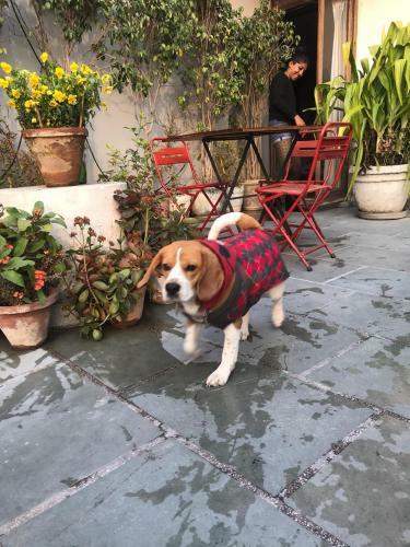 The Lazy Patio Homestay