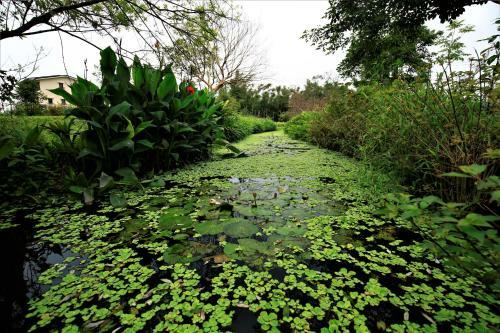 Green Forest Villa