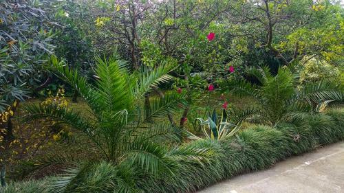 Hostal Guesthouse Green Oasis