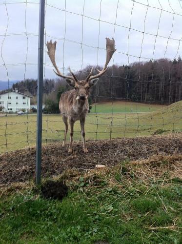 Hostal Gasthof Pension Steinberger