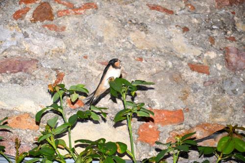 Agroturismo Casa Mazzoni
