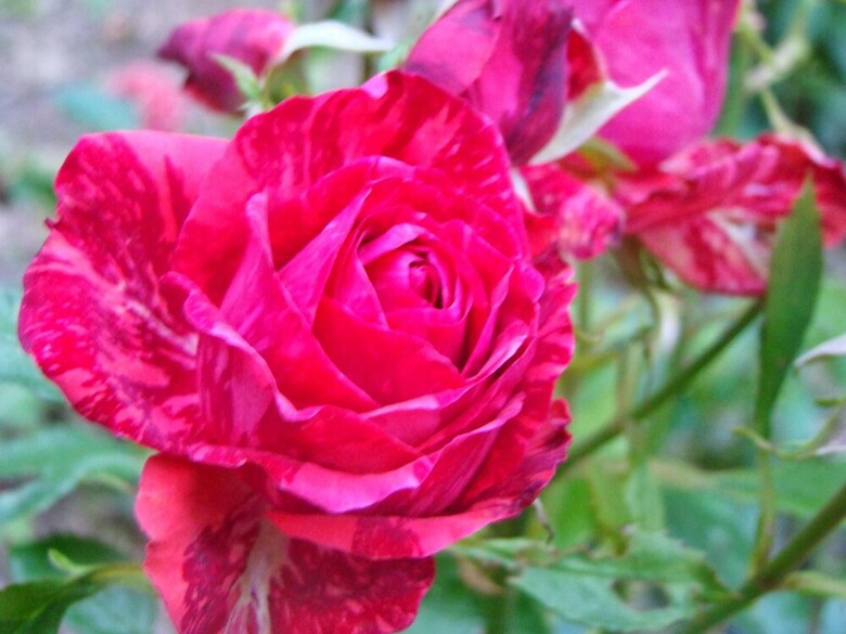 Bed & Breakfast Le Jardin De Saint Jean