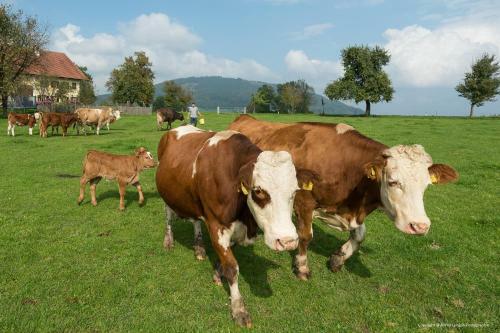 Agroturismo Weslhof