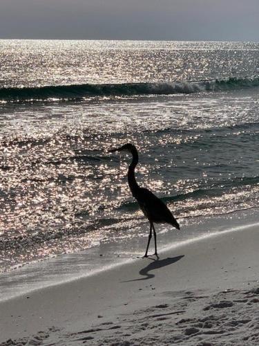 Apartamento Gulf Shore Condo #314