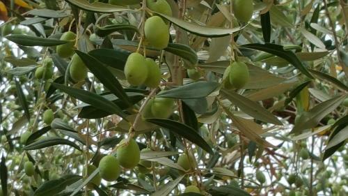 Agroturismo Antico Ulivo