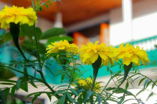 Bed & Breakfast Kandy Holiday Villa