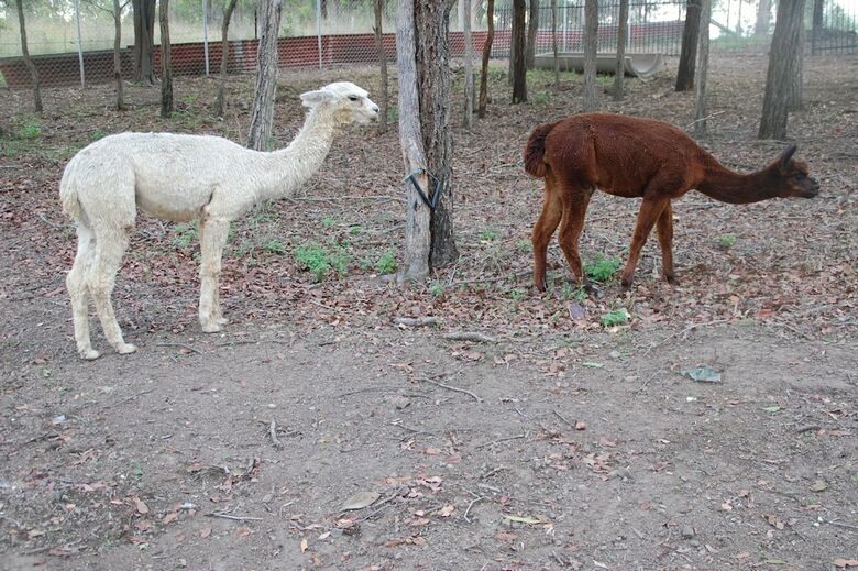 Agroturismo Honeybee - Country Accommodation