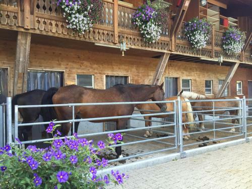Agroturismo Haflingerhof Fr�hboden