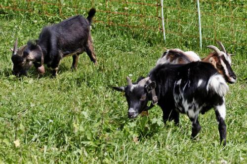 Agroturismo Haflingerhof Fr�hboden