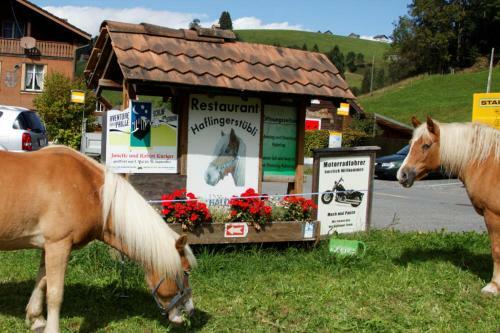 Agroturismo Haflingerhof Fr�hboden