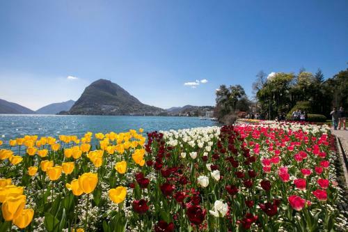 Central Lugano Apartment