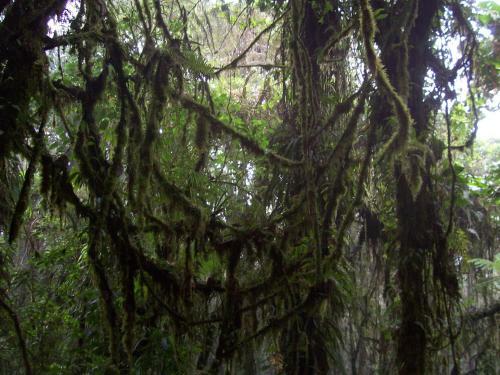 Monteverde Romantic Cottage