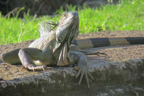Bed & Breakfast Gecko De Tortuguero
