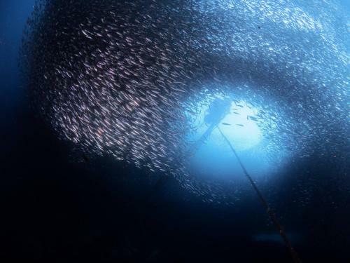 Hotel Quo Vadis Dive Resort