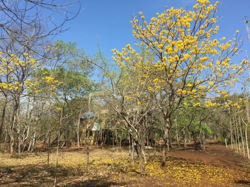 Finca Avellanas