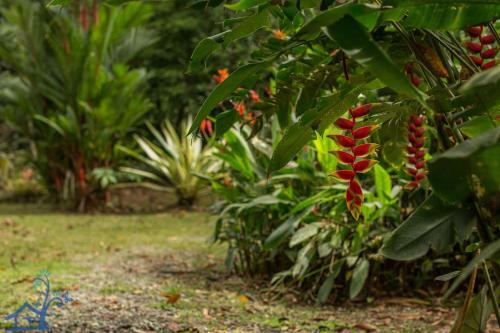 Villa Casa Zorro Steps Away From Town
