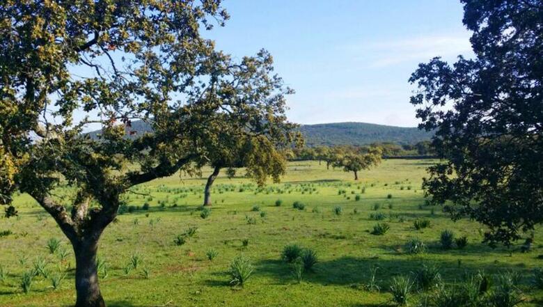 Villa Los Olivos