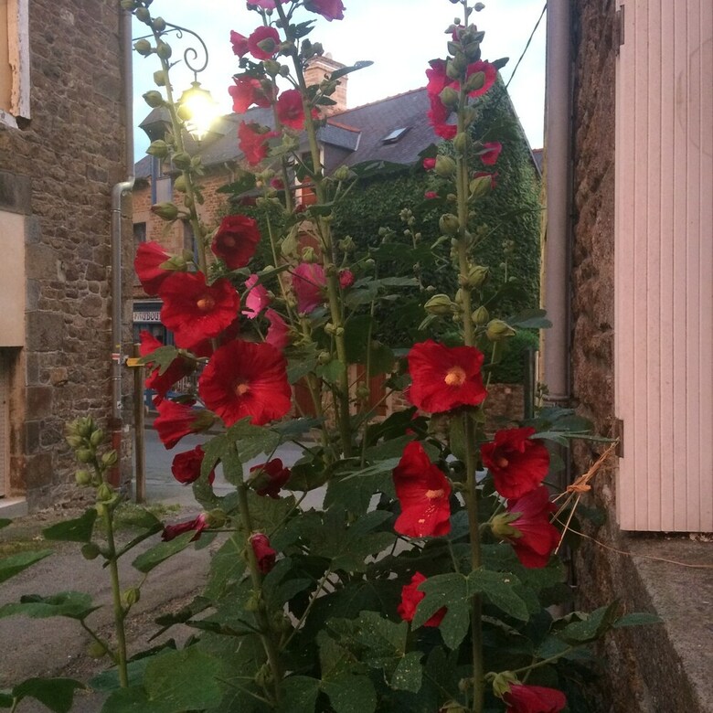 Bed & Breakfast Logis De La Filanderie