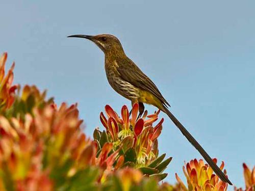 Apartamento Avian Leisure