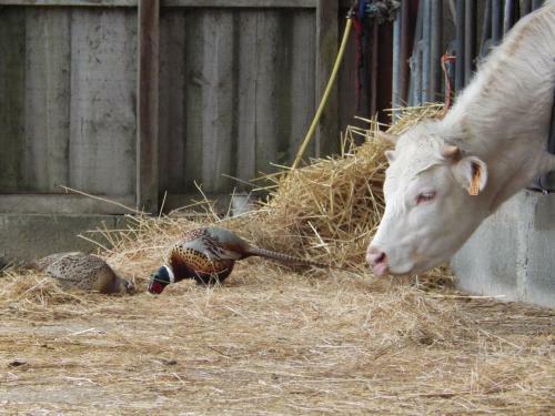 Bed & Breakfast A La Haute Bouillere