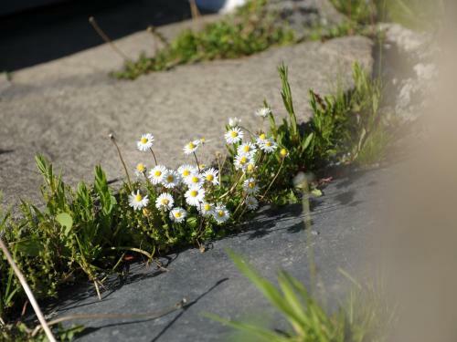 River Cottage, Bodmin
