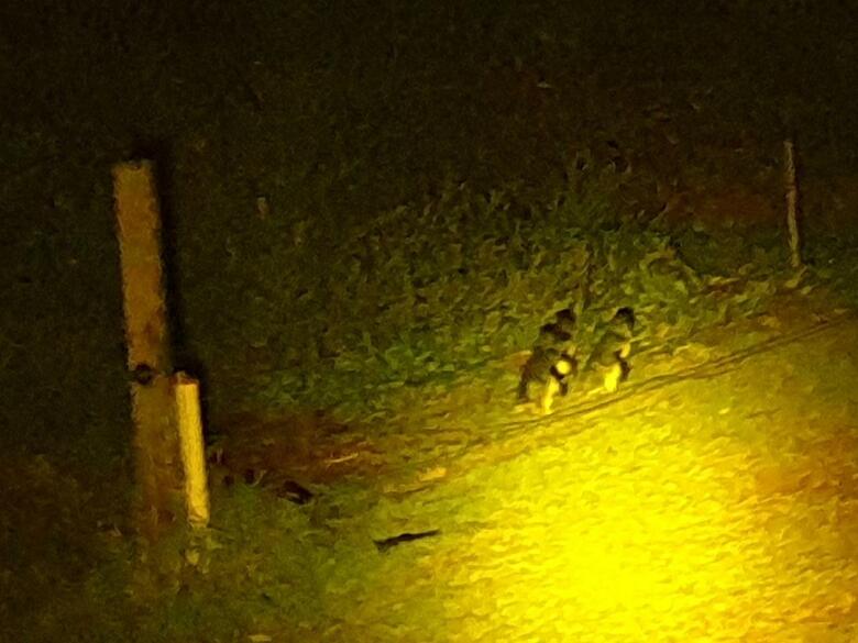 Hotel Diamond Island Resort