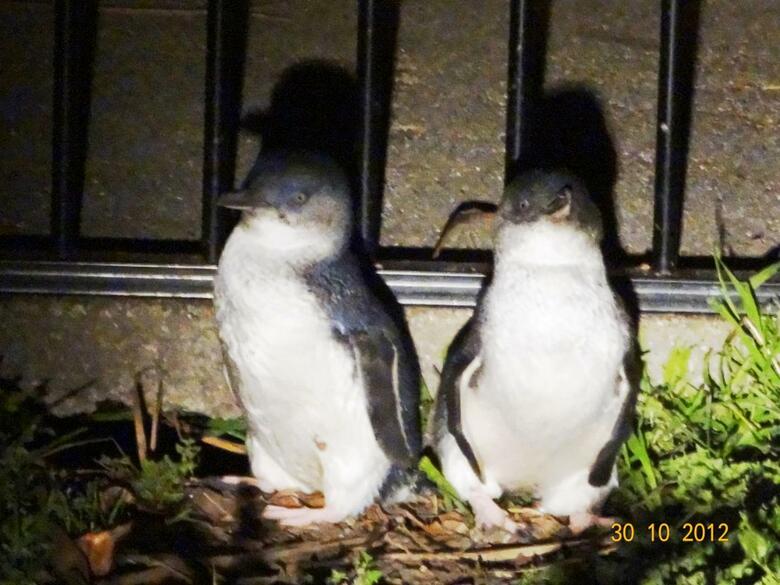 Hotel Diamond Island Resort