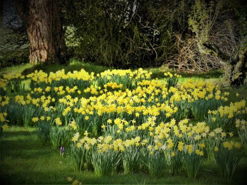 Ffynnon Fendigaid Bed And Breakfast