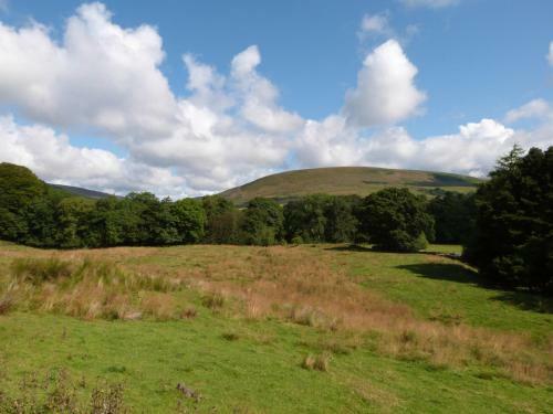Brockthorn
