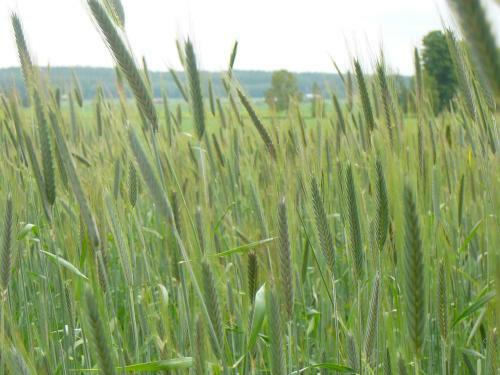 Agroturismo Levom�ki Farm Cottages